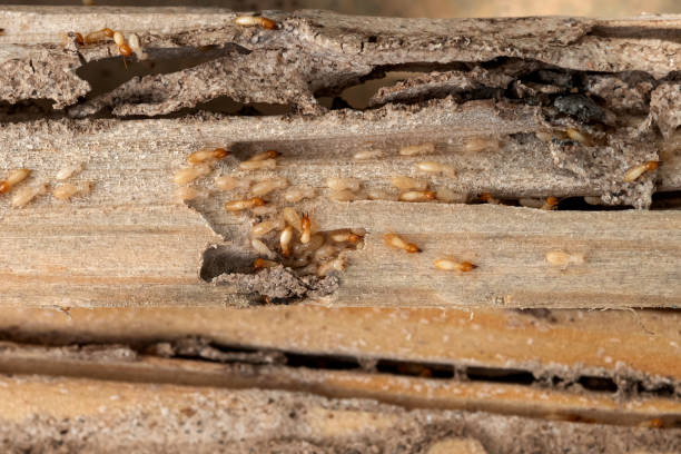 Best Wildlife Control Services  in Carolina Forest, SC