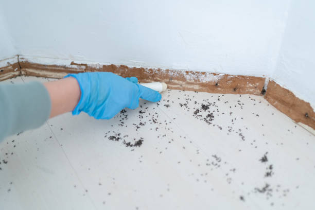 Best Flea Control Services  in Carolina Forest, SC